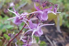 Epimedium grandiflorum 'Lilafee'