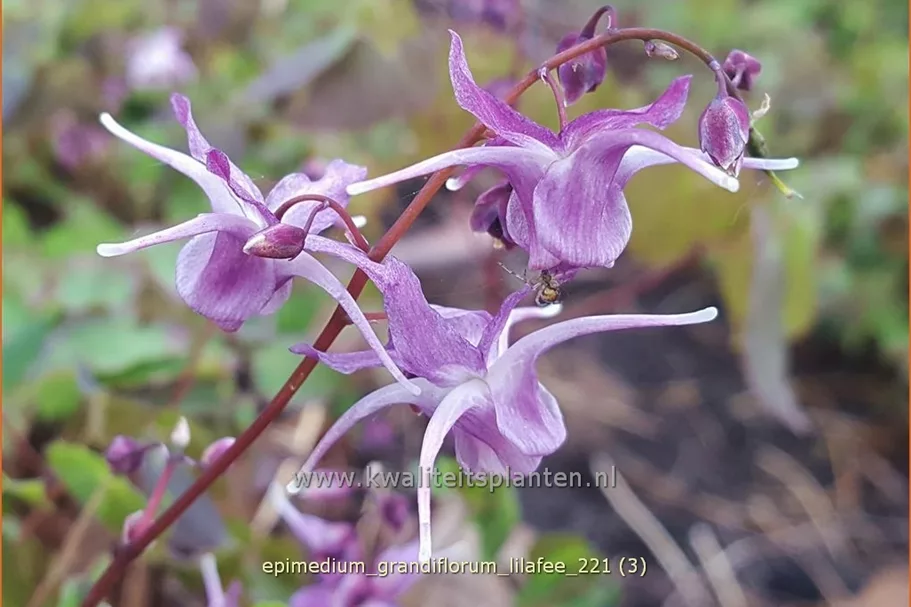 Epimedium grandiflorum 'Lilafee'