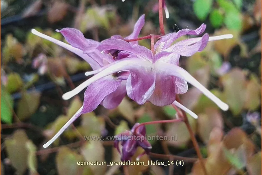Epimedium grandiflorum 'Lilafee'