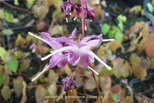 Epimedium grandiflorum 'Lilafee'