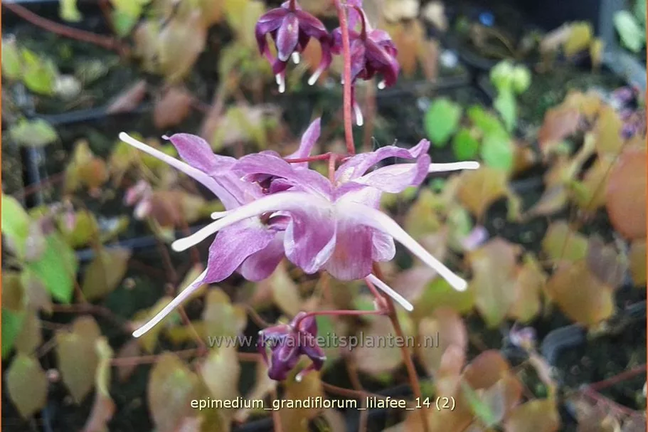 Epimedium grandiflorum 'Lilafee'