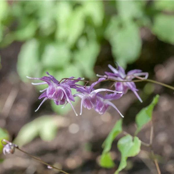 Epimedium grandiflorum 'Lilafee'