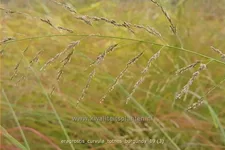 Eragrostis curvula 'Totnes Burgundy'