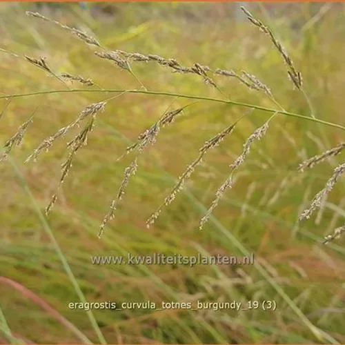 Eragrostis curvula 'Totnes Burgundy'