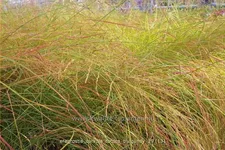 Eragrostis curvula 'Totnes Burgundy'