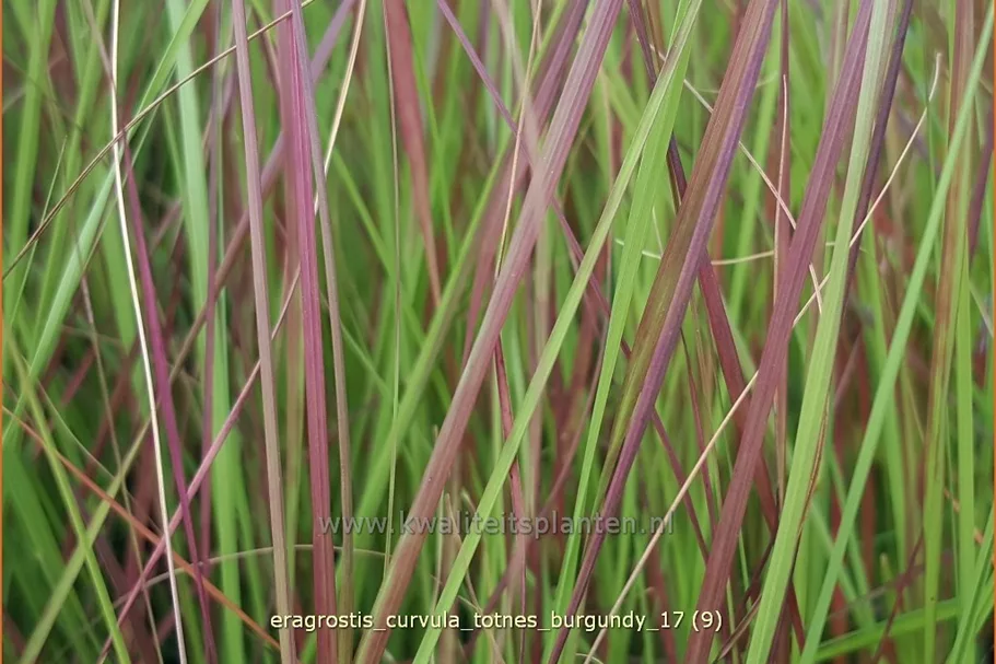 Eragrostis curvula 'Totnes Burgundy'