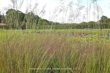 Eragrostis curvula 'Totnes Burgundy'