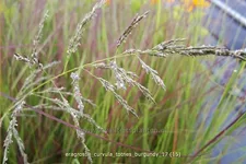 Eragrostis curvula 'Totnes Burgundy'