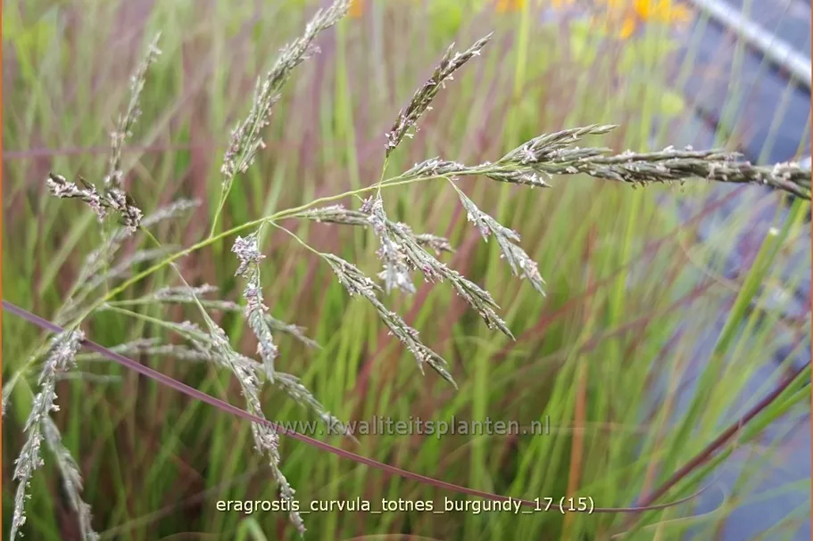 Eragrostis curvula 'Totnes Burgundy'