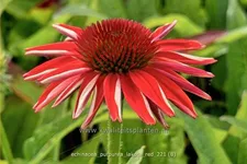 Echinacea purpurea 'Lakota Red'