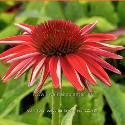 Echinacea purpurea 'Lakota Red'