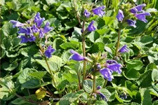 Dracocephalum ruyschianum