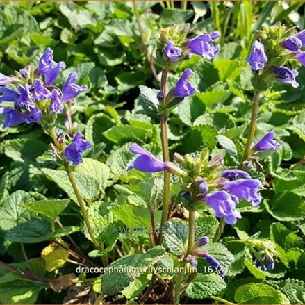 Dracocephalum ruyschianum