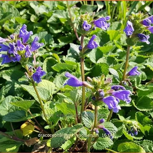 Dracocephalum ruyschianum