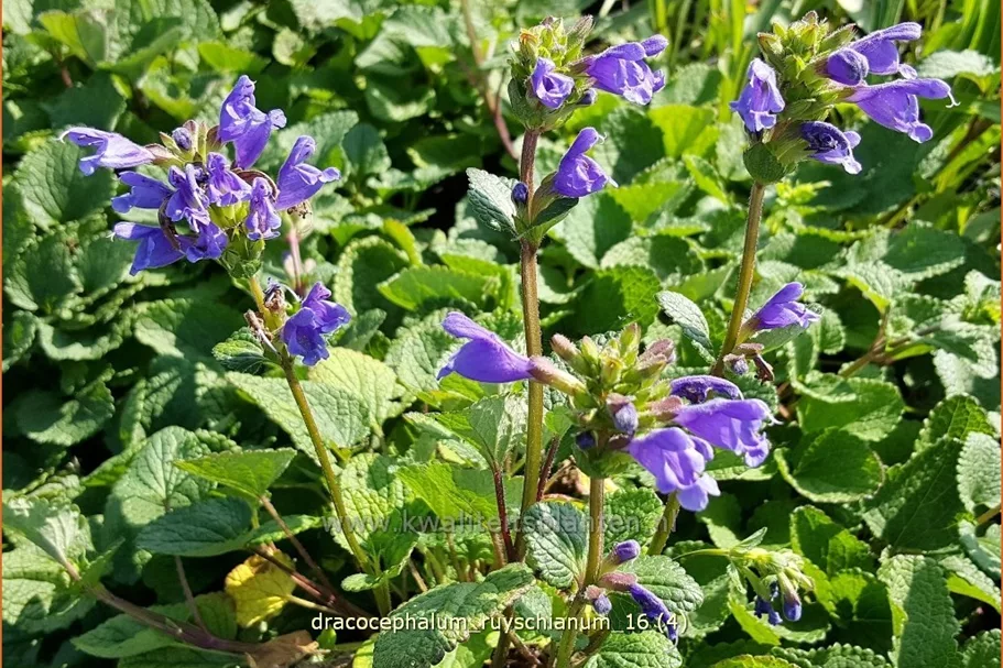 Dracocephalum ruyschianum