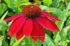 Echinacea purpurea 'Lakota Red'