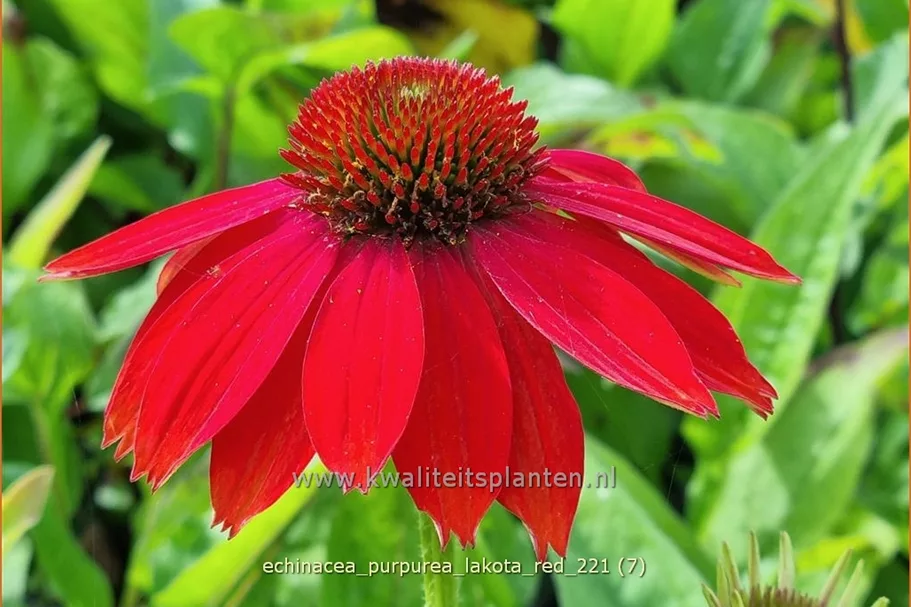 Echinacea purpurea 'Lakota Red'