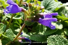 Dracocephalum ruyschianum