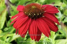 Echinacea purpurea 'Lakota Red'