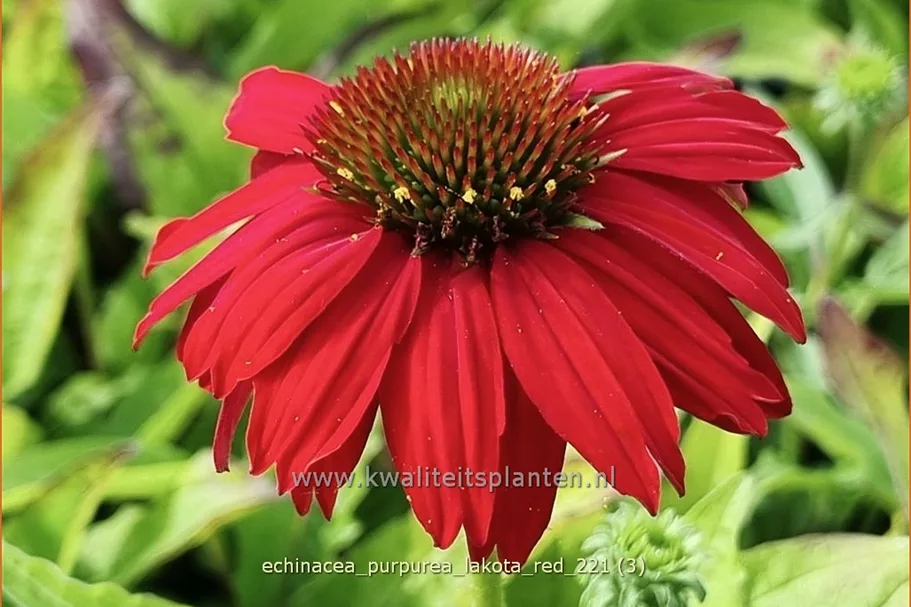 Echinacea purpurea 'Lakota Red'