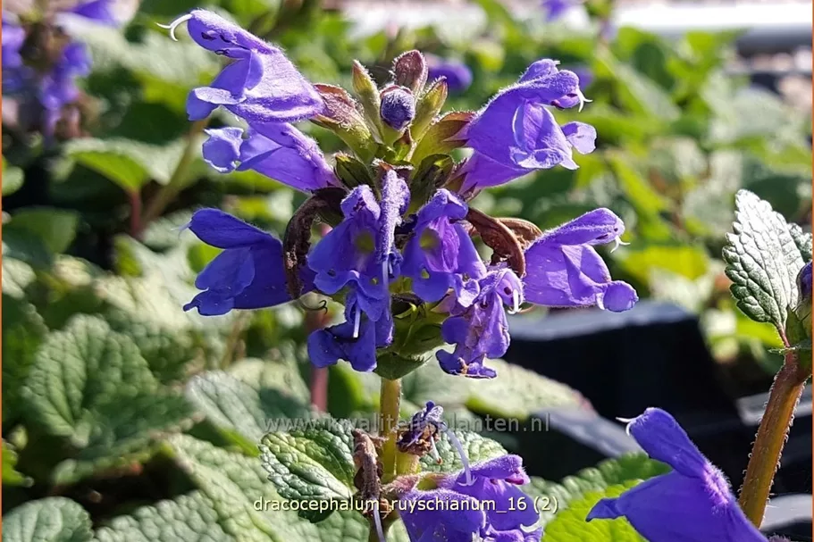 Dracocephalum ruyschianum
