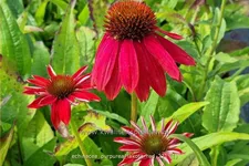 Echinacea purpurea 'Lakota Red'