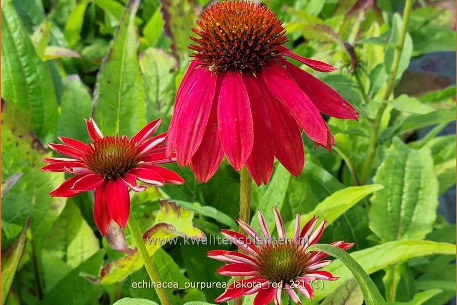 Echinacea purpurea 'Lakota Red'