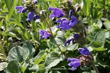 Dracocephalum ruyschianum