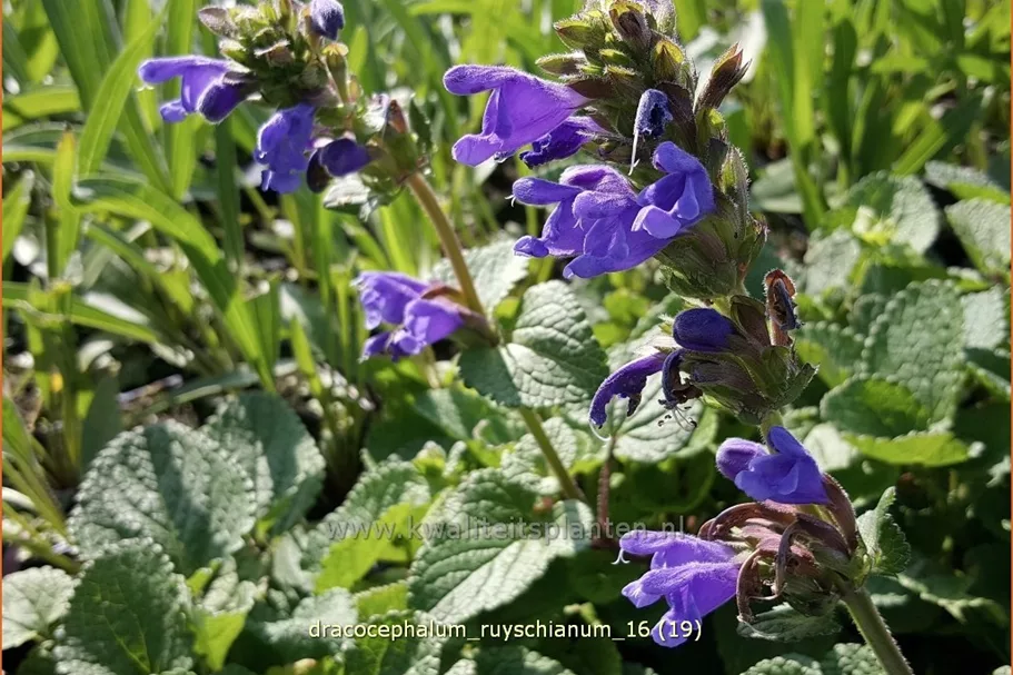 Dracocephalum ruyschianum