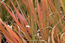 Eragrostis spectabilis