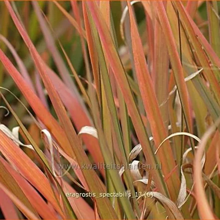 Eragrostis spectabilis