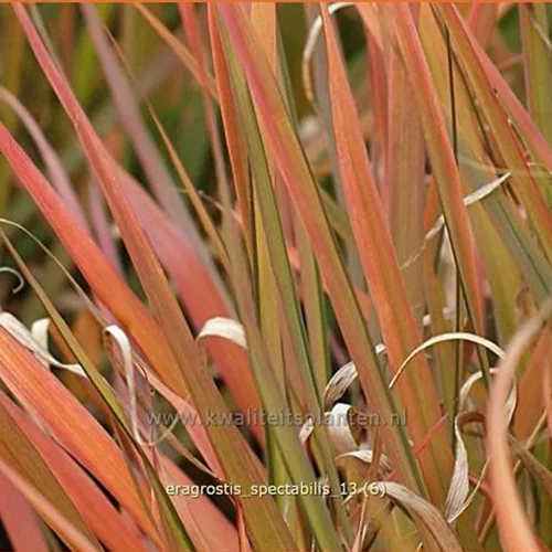 Eragrostis spectabilis