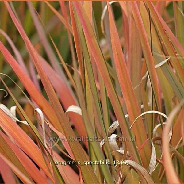 Eragrostis spectabilis