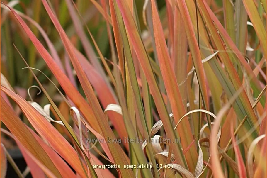 Eragrostis spectabilis