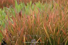 Eragrostis spectabilis