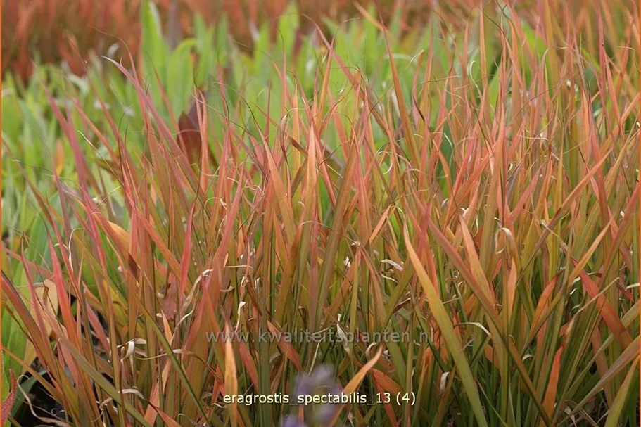 Eragrostis spectabilis