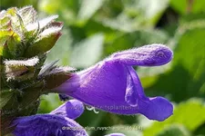 Dracocephalum ruyschianum