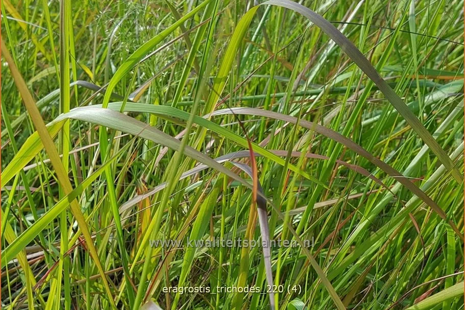 Eragrostis trichodes