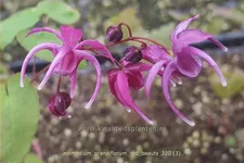 Epimedium grandiflorum 'Red Beauty'