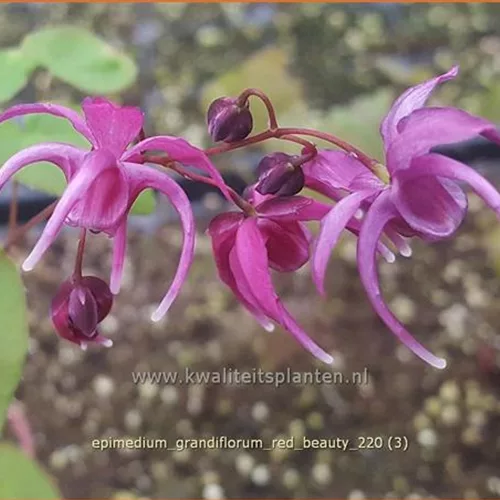 Epimedium grandiflorum 'Red Beauty'