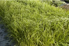 Eragrostis trichodes