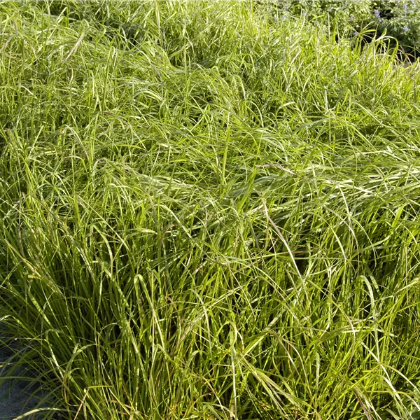 Eragrostis trichodes