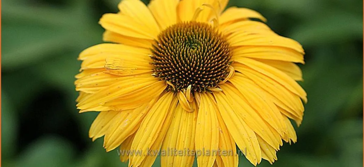 Echinacea purpurea 'Leilani'