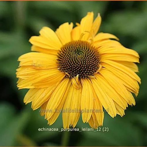 Echinacea purpurea 'Leilani'