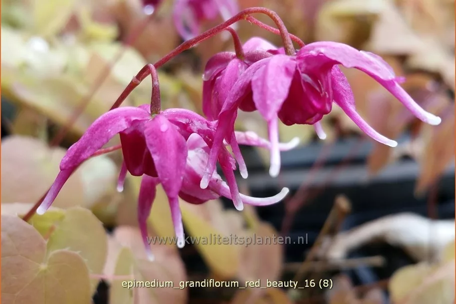 Epimedium grandiflorum 'Red Beauty'