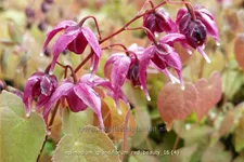 Epimedium grandiflorum 'Red Beauty'