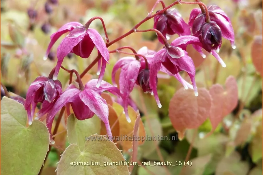 Epimedium grandiflorum 'Red Beauty'