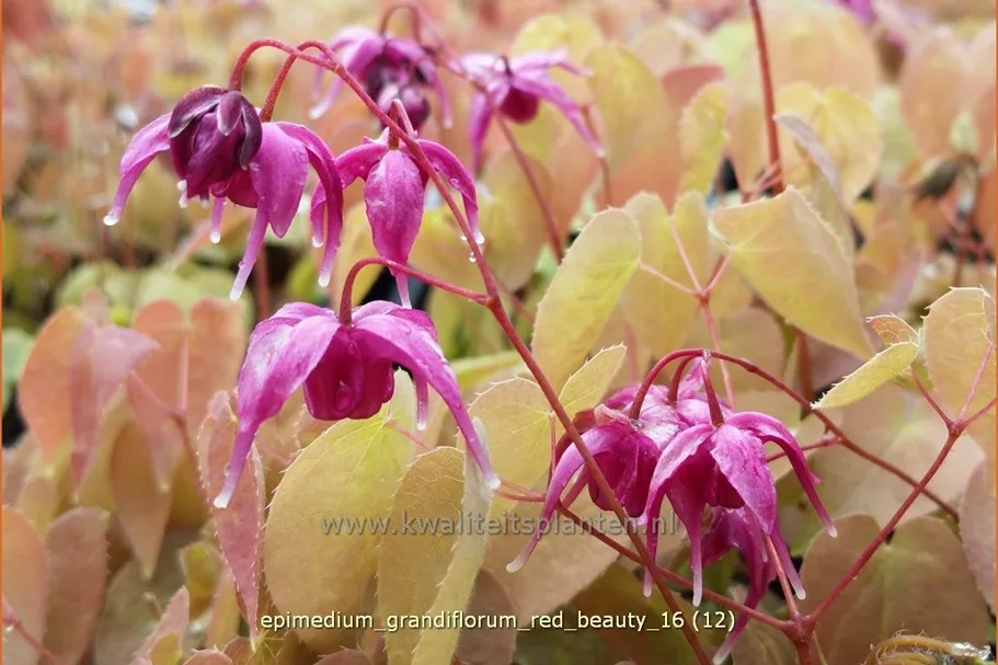 Epimedium grandiflorum 'Red Beauty'