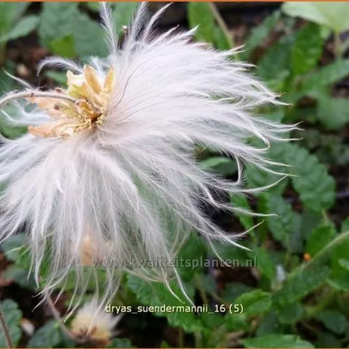 Dryas suendermannii