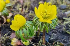 Eranthis cilicica